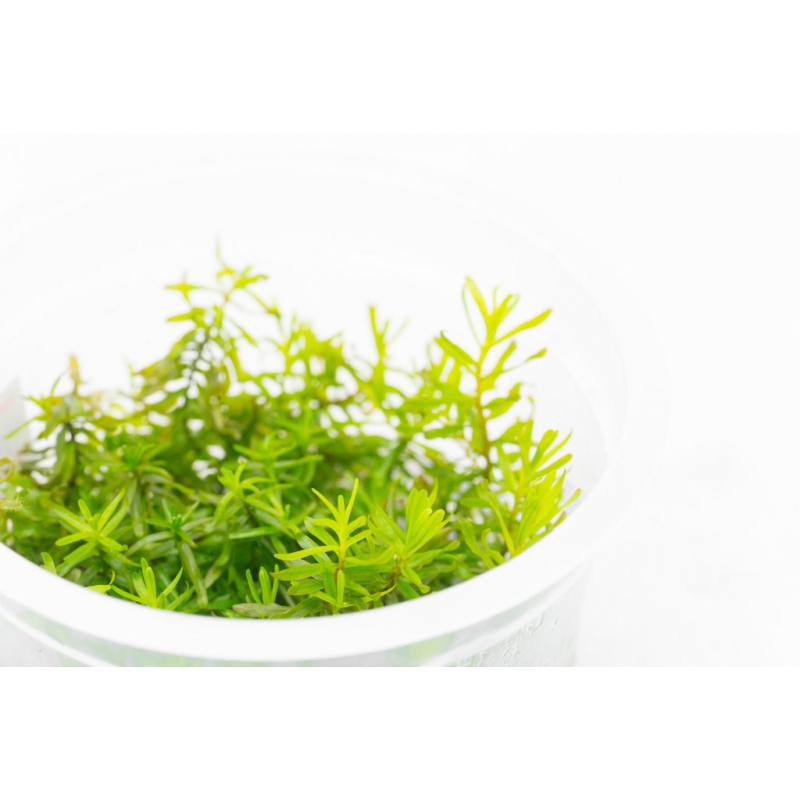 Rotala Nanjenshan - красиво аквариумно растение