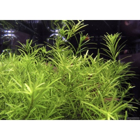 Rotala Nanjenshan - красиво аквариумно растение