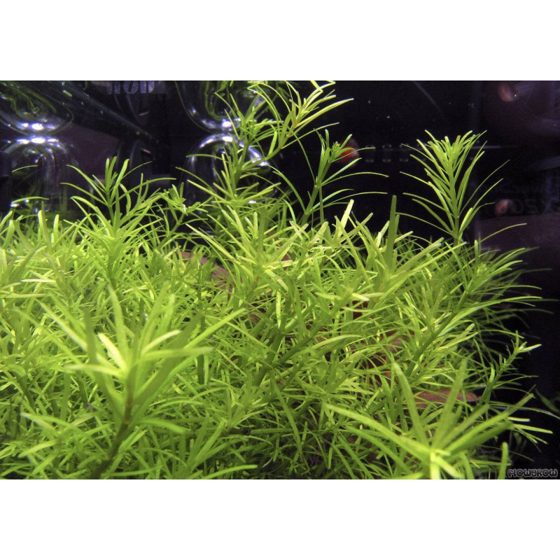 Rotala Nanjenshan en InVitro pequeña