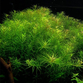 Rotala Nanjenshan - красиво аквариумно растение