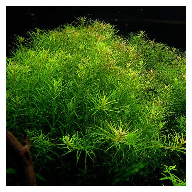 Rotala Nanjenshan - красиво аквариумно растение