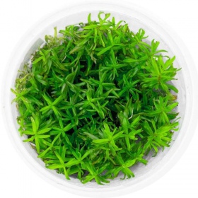 Rotala Nanjenshan akvaariokasvi