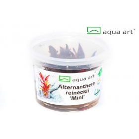 Alternanthera Reineckii Mini – rot-violette Aquarienpflanze