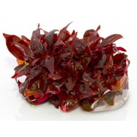 Alternanthera Reineckii Mini – rot-violette Aquarienpflanze