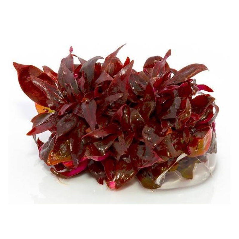 Alternanthera Reineckii Mini – rot-violette Aquarienpflanze