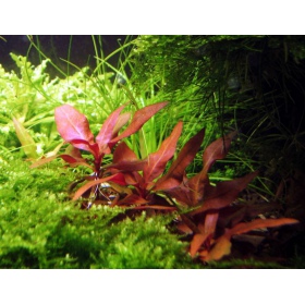 Alternanthera Reineckii Mini – rot-violette Aquarienpflanze