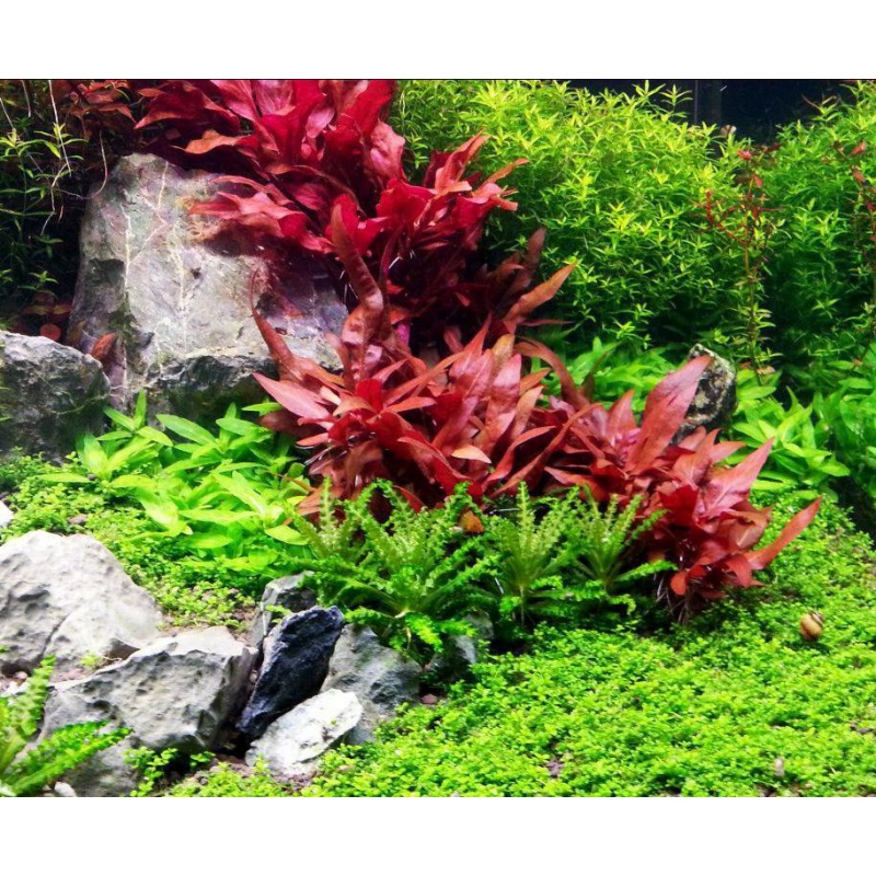 Alternanthera Reineckii Mini – rot-violette Aquarienpflanze