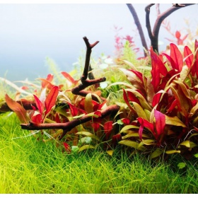 Alternanthera Reineckii Mini – rot-violette Aquarienpflanze