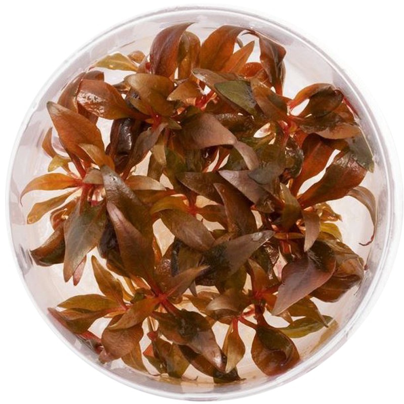 Alternanthera Reineckii Mini – rot-violette Aquarienpflanze