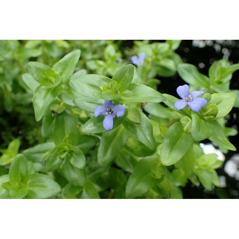 Bacopa Caroliniana in piccolo vaso