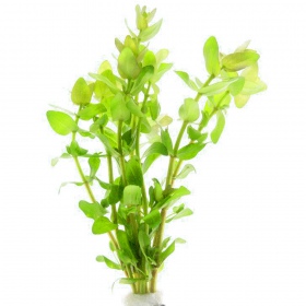 Bacopa Caroliniana малък кубче