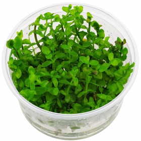 Bacopa Caroliniana en pequeña taza