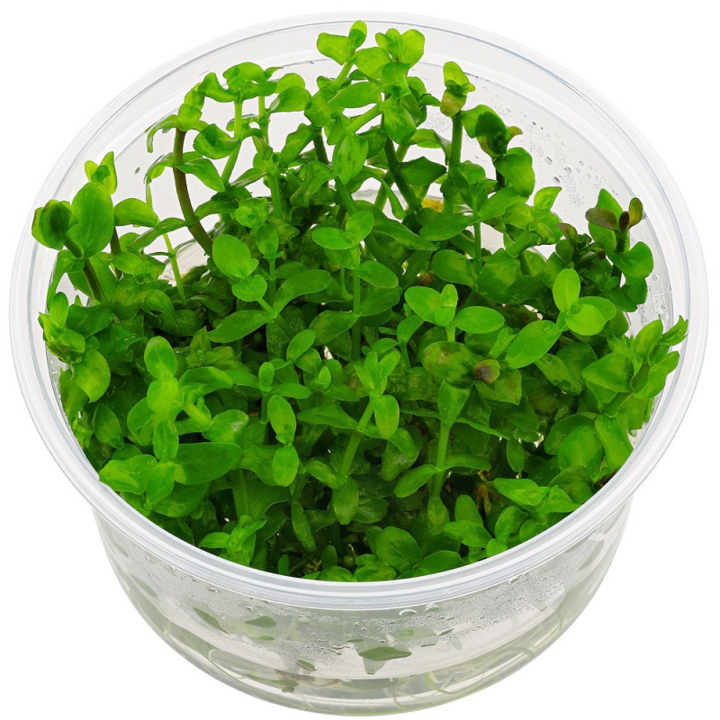 Bacopa Caroliniana малък кубче