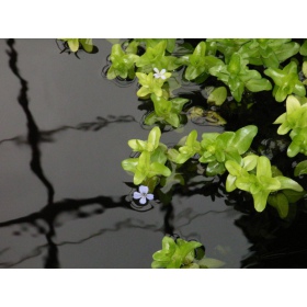 Bacopa Caroliniana en pequeña taza