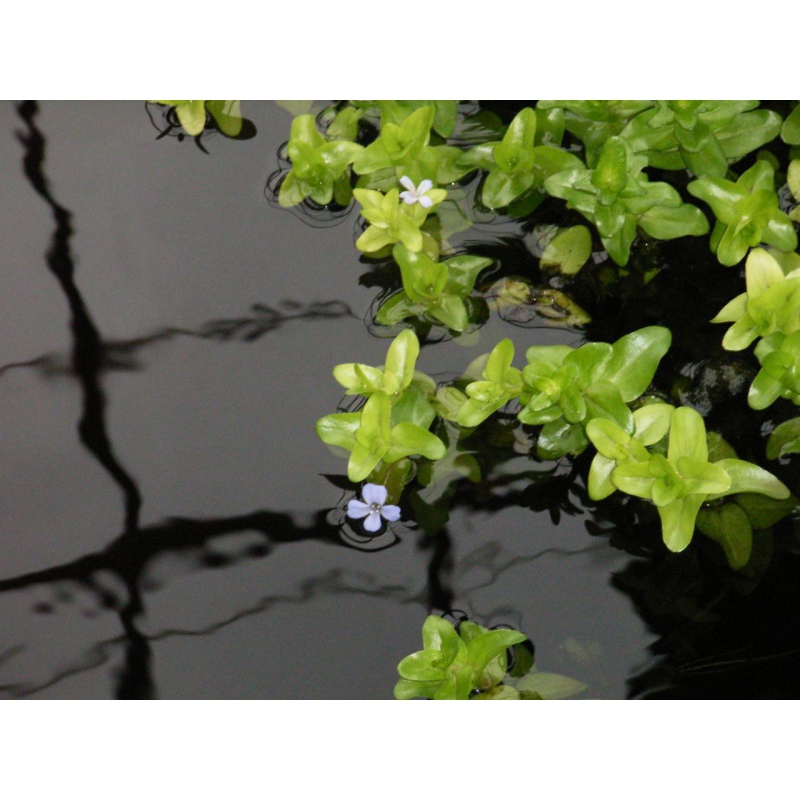 Bacopa Caroliniana en pequeña taza