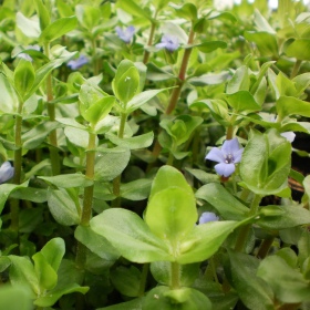 Bacopa Caroliniana - Einfache Pflegepflanze