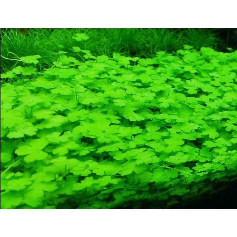 Hydrocotyle Giappone Invitro piccolo bicchiere