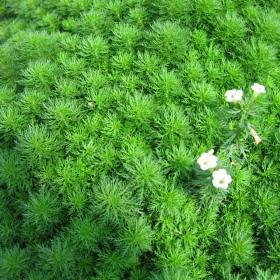 Limnophila Sessiliflora в маленьком кубике