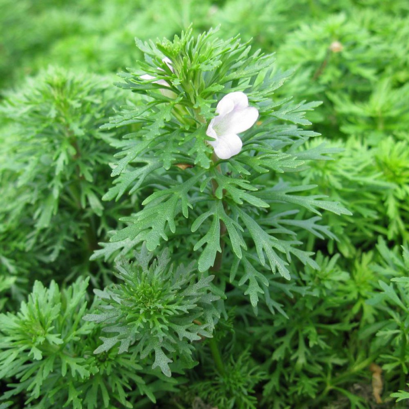 Limnophila Sessiliflora augalas