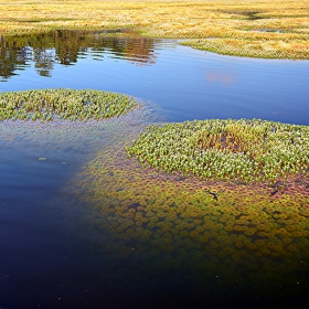 Eco Plant Limnophila Sessiliflora - liten kopp