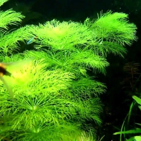 Limnophila Sessiliflora в маленьком кубике