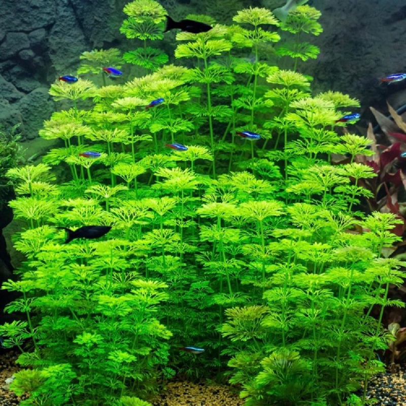 Limnophila Sessiliflora в маленьком кубике