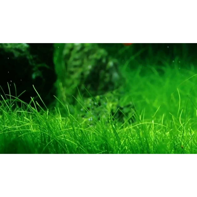 Eco Plant - Eleocharis Acicularis в малка чаша