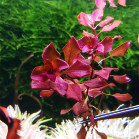 Ludwigia Super Mini Red - растението за аквариума