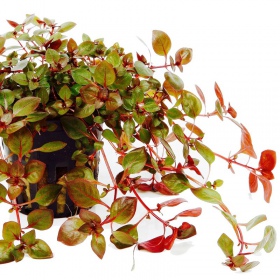 Planta Ludwigia Super Mini Red en vaso