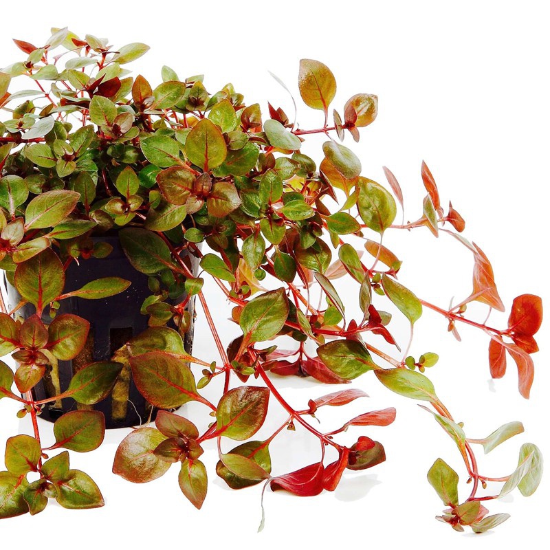 Ludwigia Super Mini Red - invitro növény