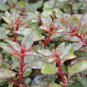 Ludwigia Super Mini Red в акваріумі