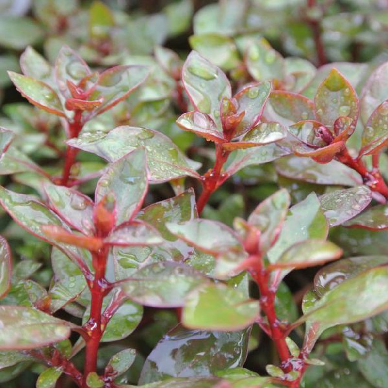 Ludwigia Super Mini Red augalas