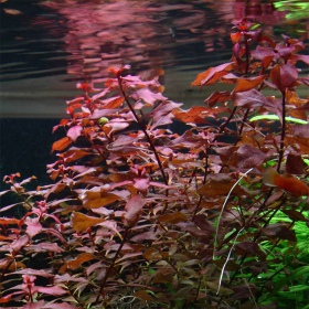 Ludwigia Super Mini Red в акваріумі