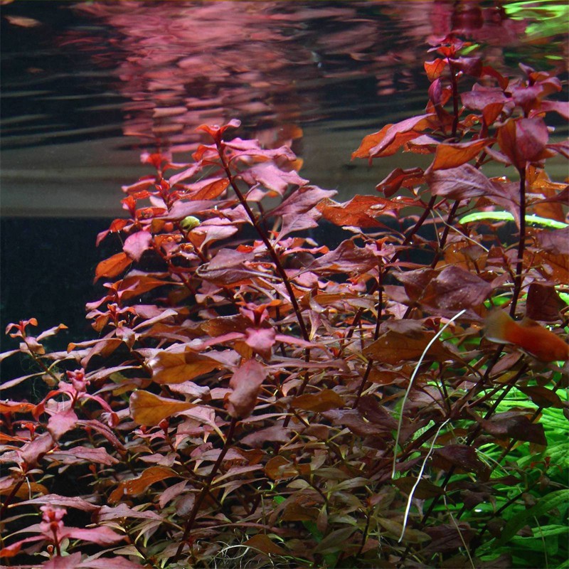 Ludwigia Super Mini Red - растението за аквариума