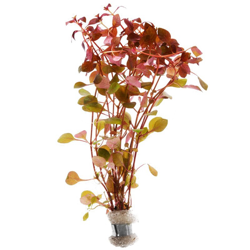 Ludwigia Super Mini Red в акваріумі