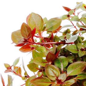 Ludwigia Super Mini Red в акваріумі