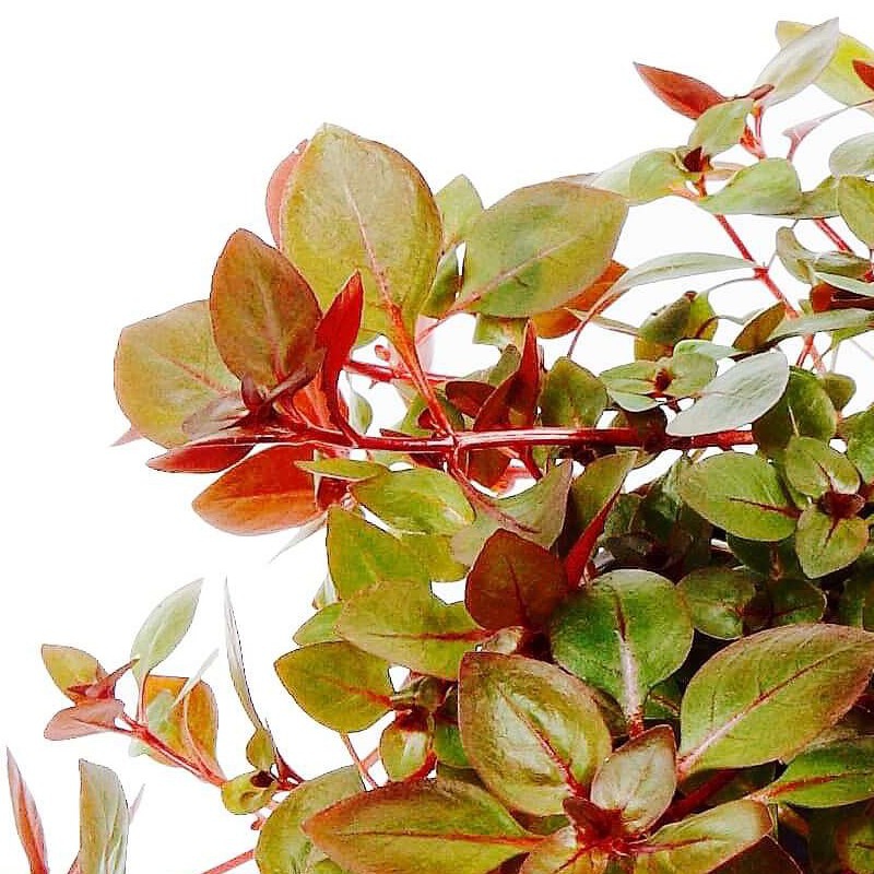 Ludwigia Super Mini Red в акваріумі