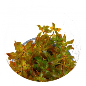 Ludwigia Super Mini Red - растението за аквариума