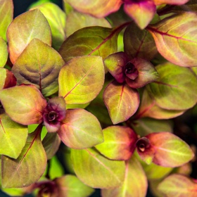 Ludwigia Super Mini Red augalas