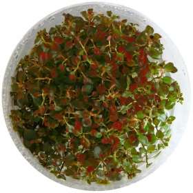 Ludwigia Super Mini Red в акваріумі