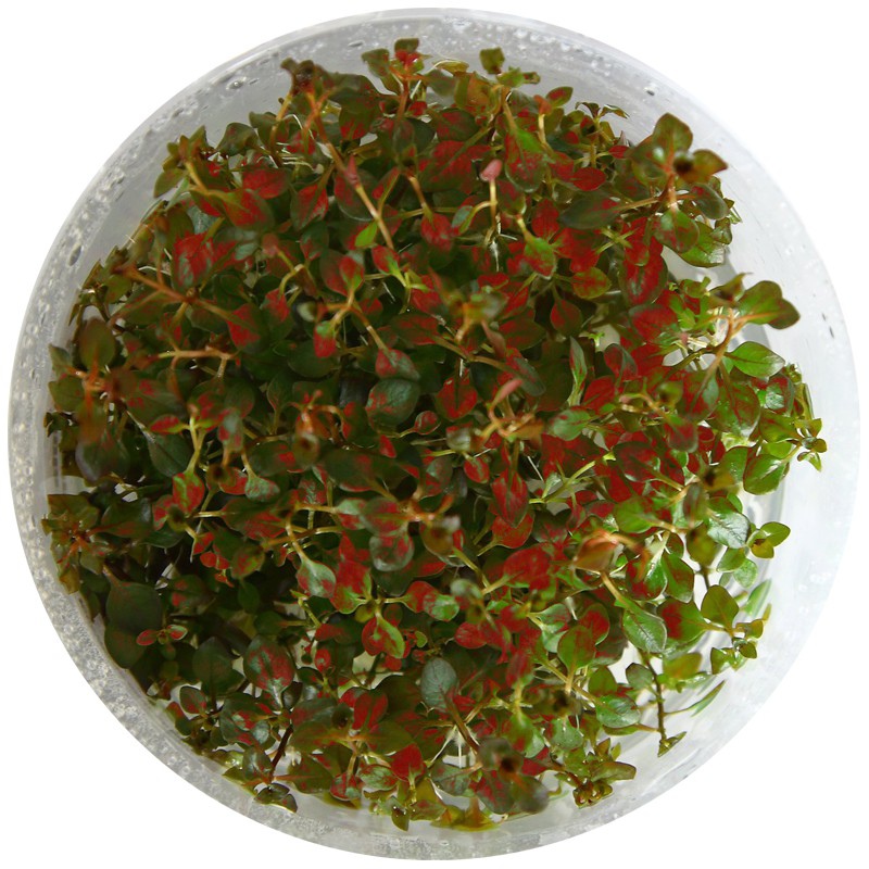 Ludwigia Super Mini Red - invitro növény