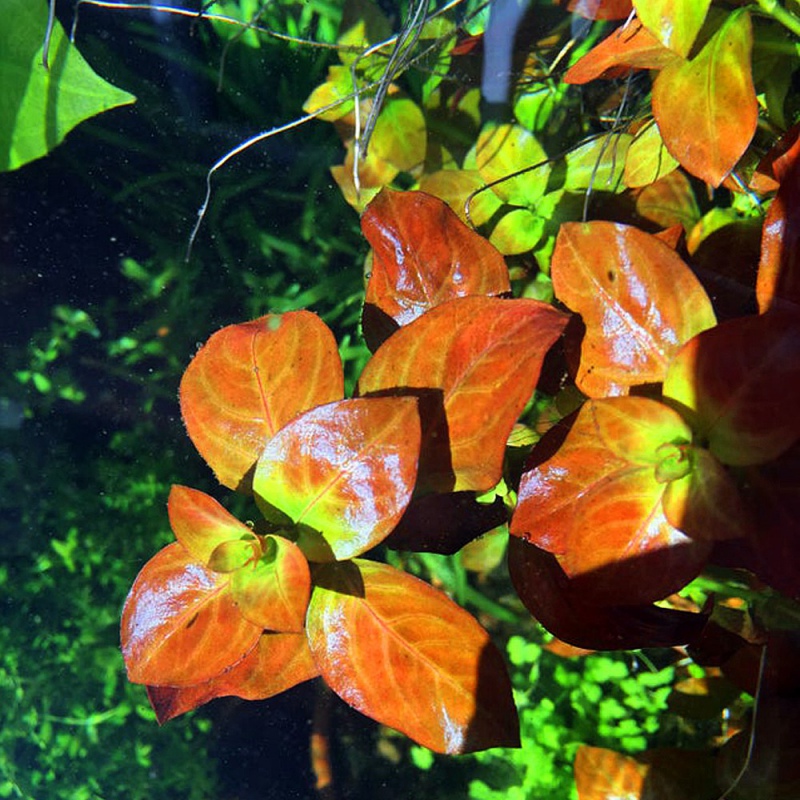 Ludwigia Repens en vaso de cultivo