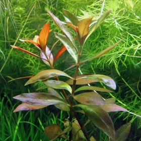 Ludwigia Repens en vaso de cultivo