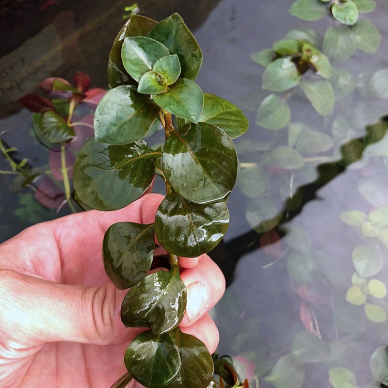 Ludwigia Repens en vaso de cultivo