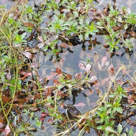 Eco Plant - Ludwigia Repens invitro pohár