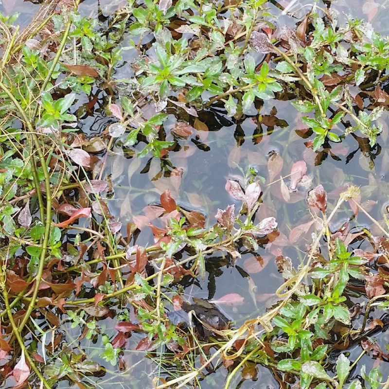 Ludwigia Repens en vaso de cultivo