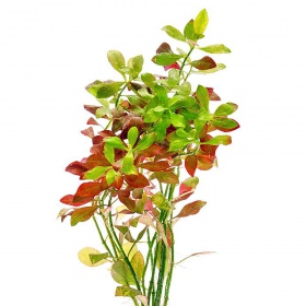 Ludwigia Repens - цветно аквариумно растение