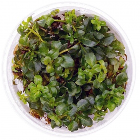 Ludwigia Repens in invitro beker