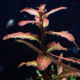 Ludwigia Guinea planta in een kleine beker