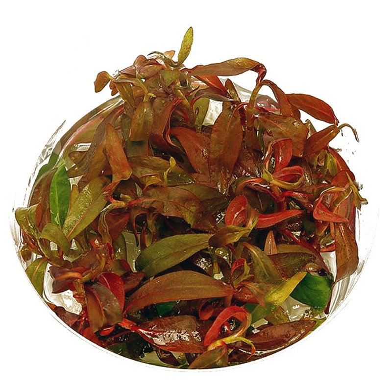 Ludwigia Guinea planta in een kleine beker